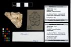 Foto (Objekt + Etikett) von Pithonoton sp.  (NHMW-GEO-1990-0041-4805)